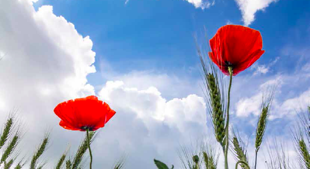 Does Tall Poppy Syndrome really impact business owners in New Zealand ...